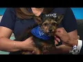 KPRC 2 Pet Project - Meet Lucy