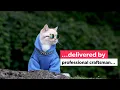 confident cat mr handyman atlanta