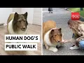 Mind-Blowing Dog Costume Debut Japanese Man s Unforgettable Public Walk