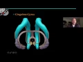 The Limbic System
