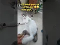 Download Lagu kucingnguap#catlovers #kucing #cat #500subs #cats #pecintakucing #fyp #shorts #kucinglucu #catvideos