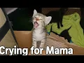Download Lagu Hungry Kitten Screaming \u0026 Begging Mama for Milk 😢🐾