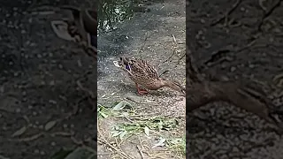 Вдалині за селом найкраща весільна пісня 