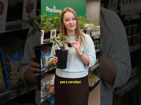 Всего одна обработка в сентябре – и смородина с крыжовником будут гнуться от ягод в следующем году!