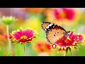 Download Lagu 15 minutes Deep Relaxing flute music
