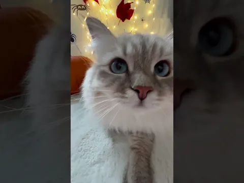 Cat on Halloween 🧡🖤