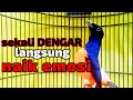 Lagu MURAI BATU EMOSI MENCARI LAWAN ketrekan murai batu emosi