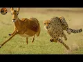Lagu Wild Africa: Cheetah Predator on the Savanna| Wildlife Documentary | Claw Wildlife