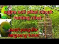 Download Lagu suara asli pikat gacor cocok untuk masteran burung bahan pasti langsung bunyi,  cocok untuk mikat
