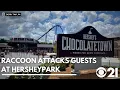Hersheypark and experts react to raccoon attacking guests