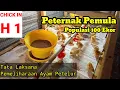 Download Lagu MEMELIHARA AYAM PETELUR DARI DOC SAMPAI PRODUKSI SAAT AYAM DATANG