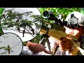 Download Lagu BERBURU UNCAL MERAH,, HANYA WAKTU SETENGAH JAM UNTUK BERBURU BURUNG INI