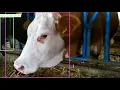 Identifying Livestock with YOLO V3 Object Detection using PyTorch