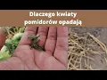 Download Lagu Dlaczego kwiaty pomidorów opadają?