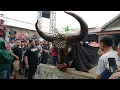 Download Lagu Bantengan ngamuk super besar || Putro maheso syuro live gendong diwek