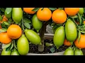 Download Lagu Can You Grow Two Fruits on One Tree?