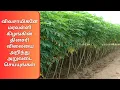 Download Lagu 07.10.2025 - TAPIOCA MARKET INFO DAILY, இன்றைய ஸ்டார்ச் , சேகோ (SALEM TENDER) \u0026 மரவள்ளி விலை நிலவரம்
