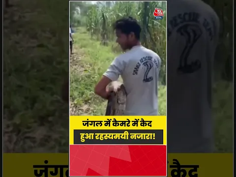 जंगल में कैमरे में कैद हुआ हैरान करने वाला नजारा, VIDEO वायरल | #Wildlife #Jungle #ViralVideo
