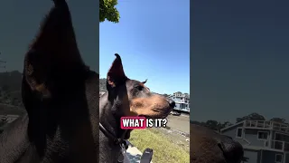 #fyp #dream #fypシ #pets #doberman