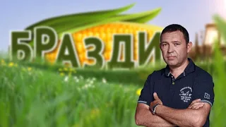 БРАЗДИ - 11.10.2026 - BRAZDI - Состојби на откупот