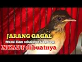 Download Lagu Pancingan murai trotol dan pastol BUNYI GACOR buat murai trotol belajar bunyi murai trotol gacor 278