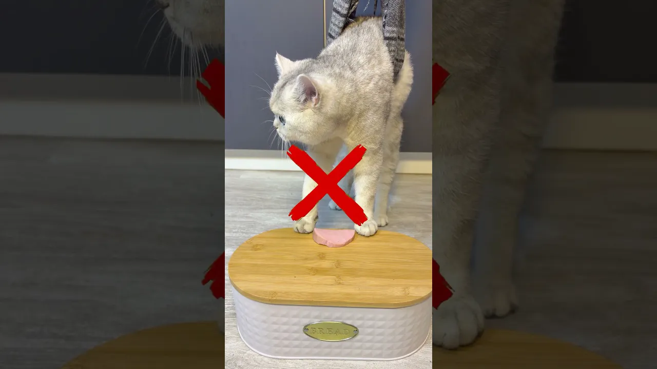 КТО ПЕРВЫЙ СЪЕСТ #cat