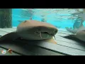 Sharks4Kids Nurse Sharks