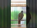 Download Lagu KAPAS TEMBAK GACOR NGEBREN NEMBAK PANJANG - 020 #kapastembak #birds #kapastembakgacor