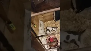 American Bully Puppies Sale in Dixon Springs TN