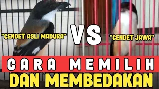 how to identify a genuine madura cendet from its posture and quality 