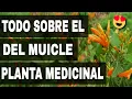 Excellent benefits of the muicle what is the use of the tea of muicle properties of the muicl