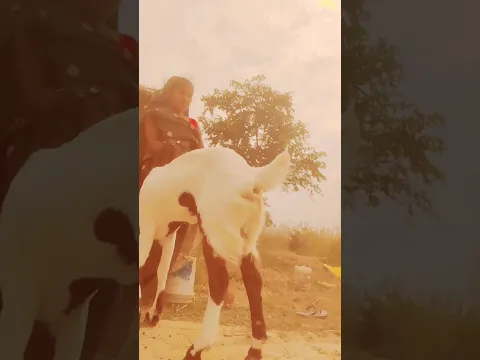 #animals
