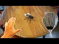 Download Lagu Swatting a Fly