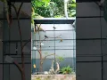 Download Lagu aviary mini [ trucuk, jalak kebo, kutilang, kejeling ]