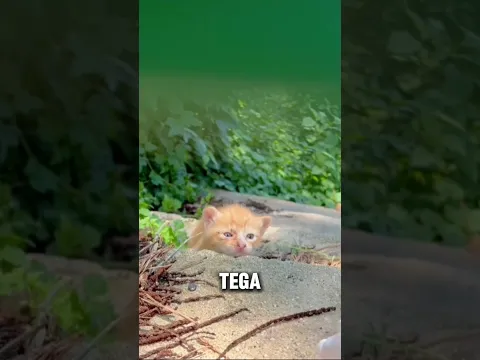Tak Lagi Hidup Sebatang Kara.