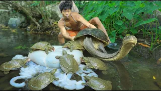 life in jungle -  Asiatic softshell turtle
