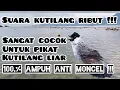 Download Lagu Suara pikat kutilang ribut anti zonk terampuh || KUTILANG RIBUT 100% PALING AMPUH ... !!!