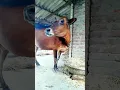 Download Lagu cow sound📢 #02  #animals #village #sound #shortvideos #animalsound #villageanimal #shorts