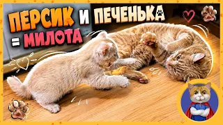 Персик и Печенька = милота. Драки котят Персика и второго Печеньки
