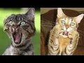 Lagu 🤯🤣 Why These Cats Are Going Viral: 30 Minutes of Non-Stop Fun! 🤯🐈‍⬛