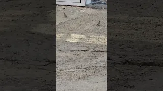 صوت القماري Dove 2025 Youtube 