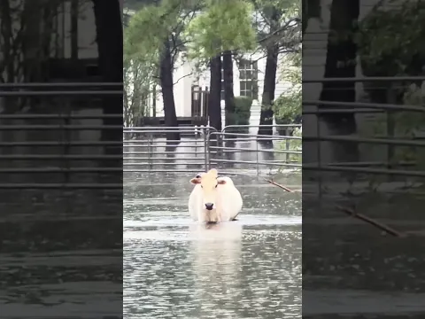 CATASTROPHIC flash flooding with submerged vehicle on Highway 287 near Kountze, Texas from Edouard