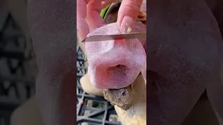 أغرب أنواع الفاكهة حول العالم 