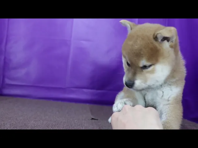 動画