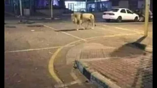 how i escaped angry kano zoo lion yadda na kubuta a hannun zaki a kano
