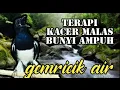 Download Lagu suara terapi kacer macet,stres atau malas bunyi disertai gemricik air