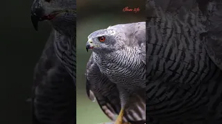 الصقر الأبيض شاهين في حالة ترقب وهو من أقوى واشرس الصقور سبحان الله وبحمده سبحان الله العظيم 