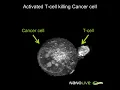 Download Lagu Label-free Live Cell Imaging: Activated T-Cell Killing Cancer Cell