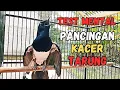 PANCINGAN KACER GACOR TARUNG NGOTOT COCOK UNTUK MENAIKAN EMOSI KACER ANDA DI JAMIN AMPUH 