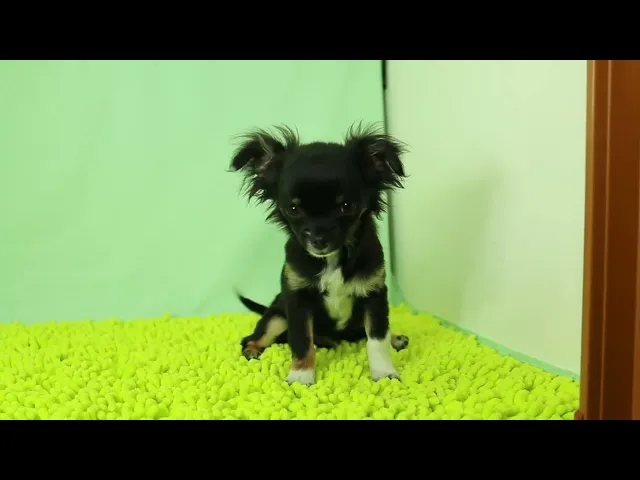 動画